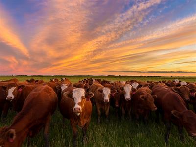 Cattle grazing in the pasture - North America Geography - Yaclass.jpg