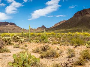 Desert landscape.jpg