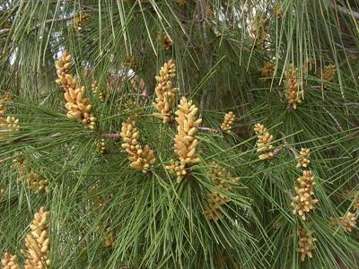 800px-Pinus_pinea_male_cones.jpg