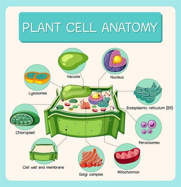anatomy-plant-cell-biology-diagram_1639-19594.jpg