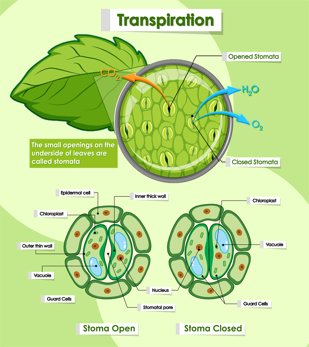 Excretion in plants — lesson. Science CBSE, Class 10.