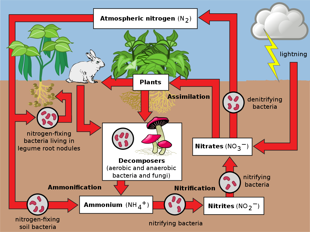 How Do You Give Plants Nitrogen at Amy Richmond blog