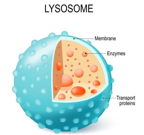 Lysosomes (Structure, Definition, Function & Diagram)