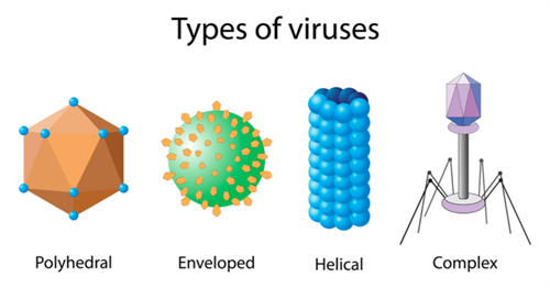 viruses.png