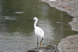 siberian crane.jpg