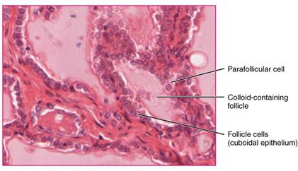 Thyroid_follicle_cells.jpg