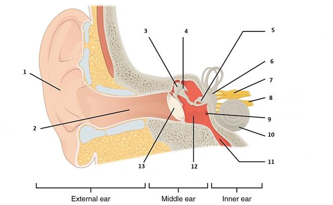 1404_The_Structures_of_the_Ear.jpg