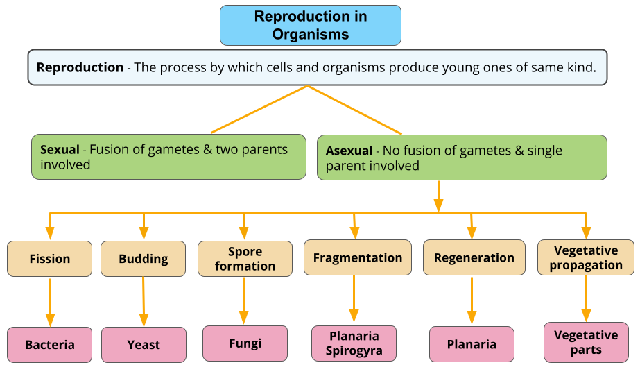 Types of reproduction — lesson. Science CBSE, Class 10.