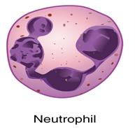 neutrophil.jpg