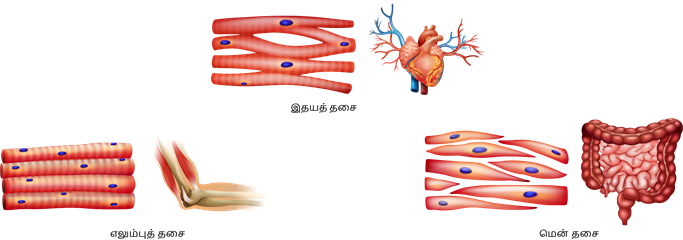 YCIND20220816_4262_Human organ systems_9.png