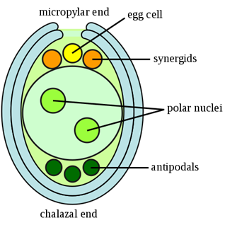 Embryosac-en.svg.png