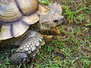 angry tortoise draft1.jpg