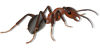 ant.png
