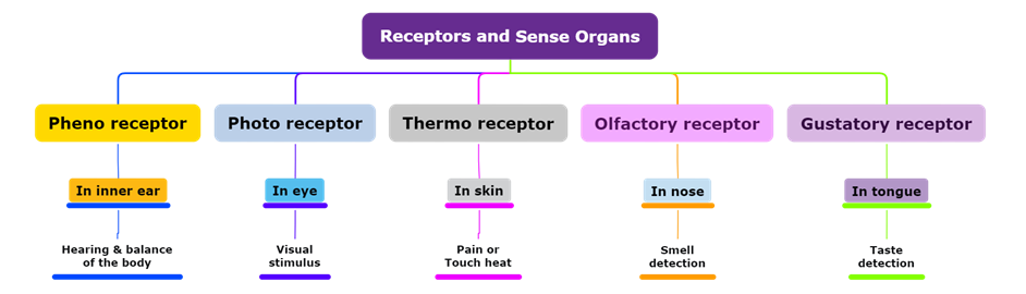 Receptors and Sense Organs.png