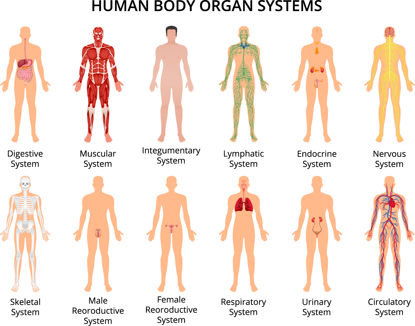 organ-system-and-respiratory-system-lesson-science-state-board-class-8