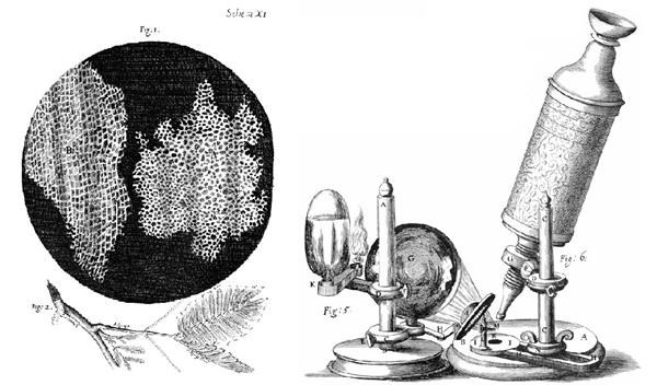 Hooke-Microscope-cork (1).jpg