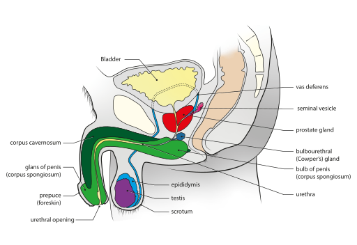 512px-Male_genital_system_-_Sagittal_view.svg.png