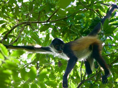 Spider monkey  - South America - Yaclass.jpg