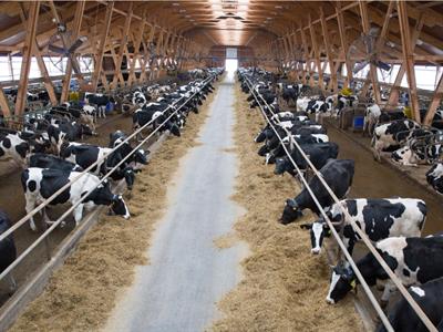 Cows on a Dairy Farming - North America Geography - Yaclass.jpg