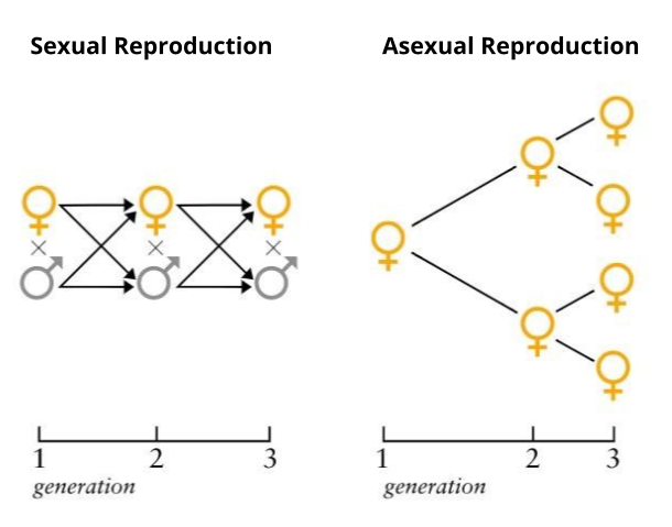 Why Sexual Reproduction — Lesson Science Cbse Class 10