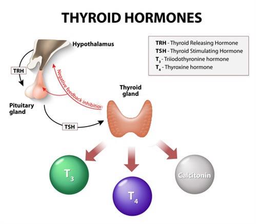 Funcionament_de_la_tiroides.jpg