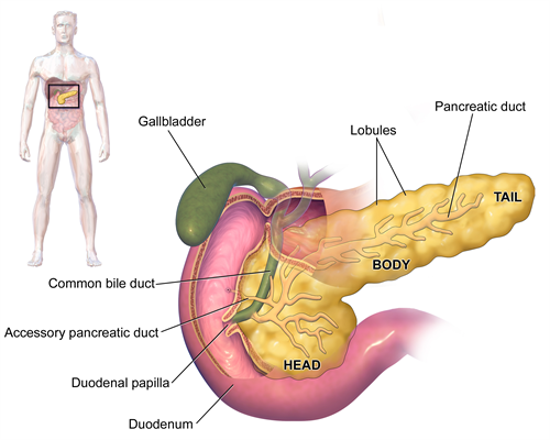 Blausen_0699_PancreasAnatomy2.png