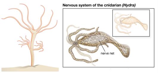 Nervous system in different organisms I — lesson. Science CBSE, Class 10.