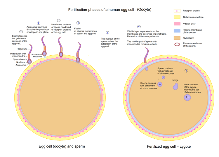 Egg_cell_fertilization_-_Zygote.png