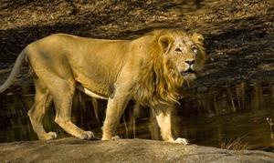 Asiatic-Lion-endangered_animal.jpg
