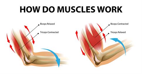 how muscles work in pairs