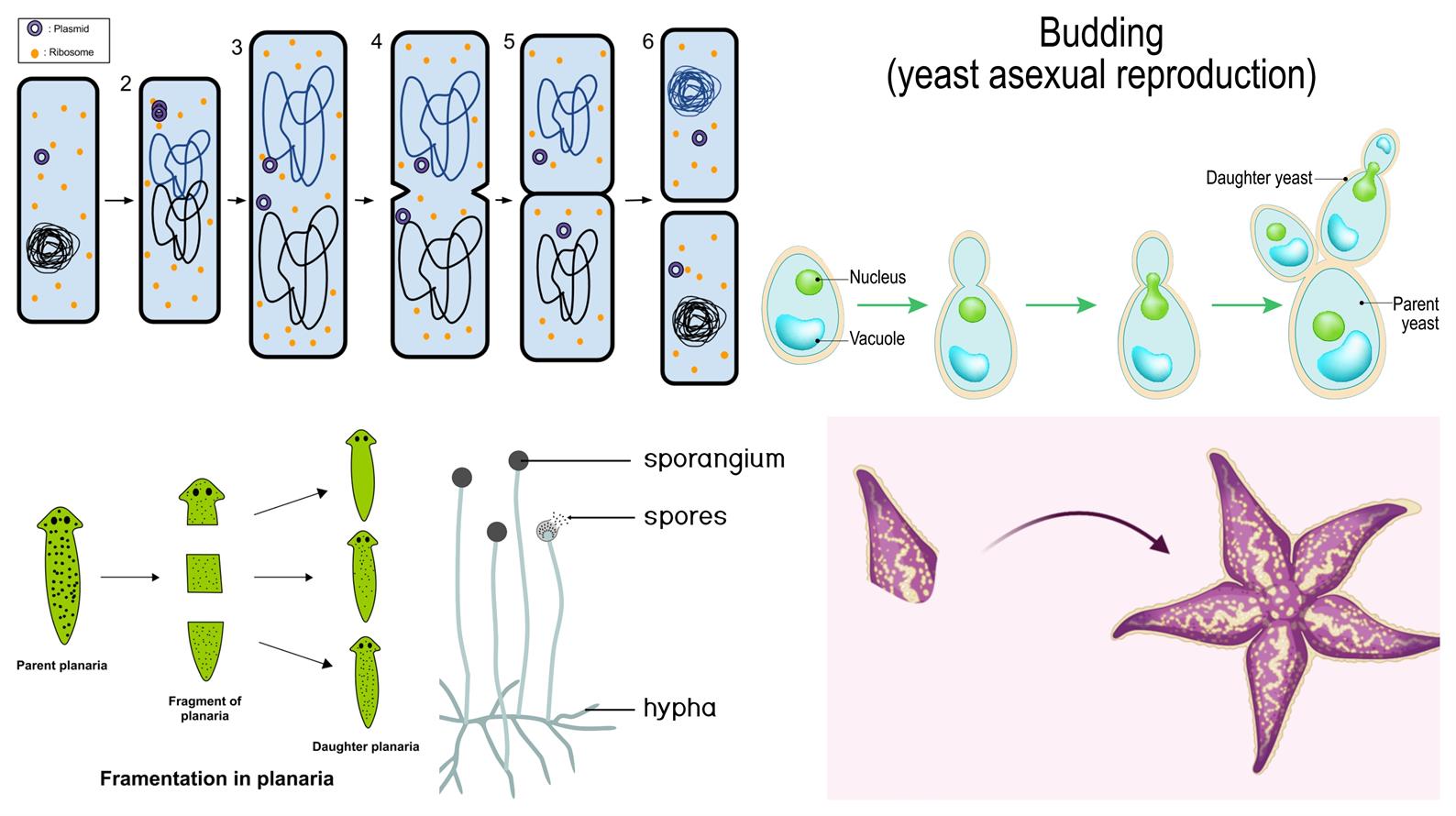 Types of reproduction — lesson. Science CBSE, Class 10.