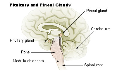 Illu_pituitary_pineal_glands.jpg