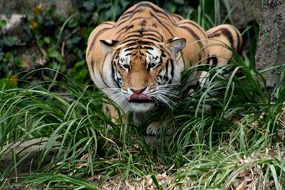 Hunting_tiger.jfif