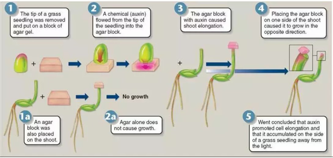 went experiment on auxin