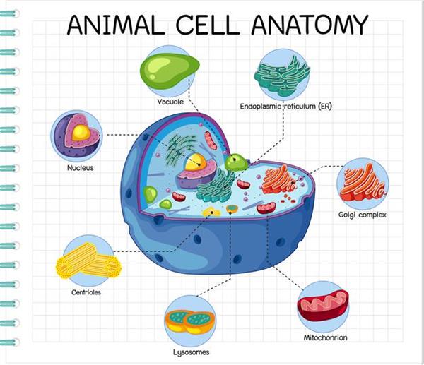 Types of cells — lesson. Science CBSE, Class 9.