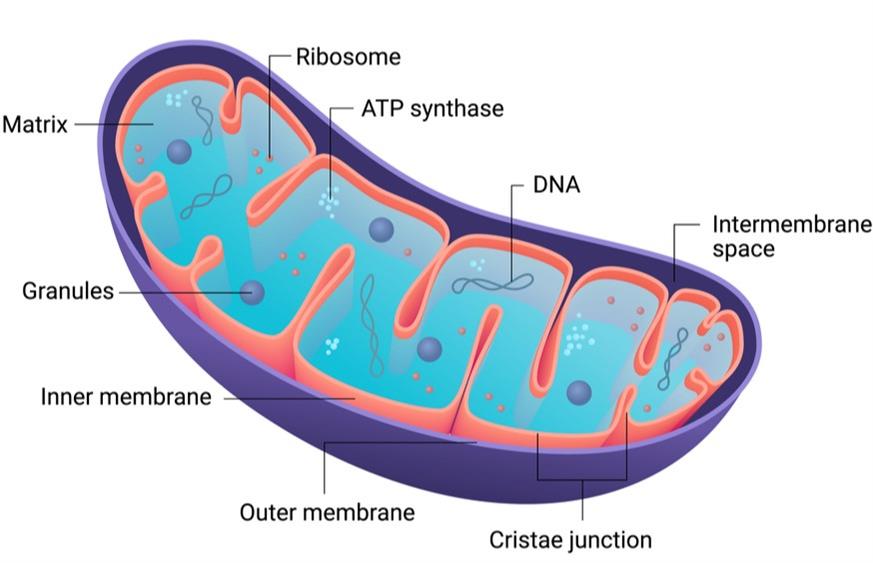 Structure and functions of mitochondria — lesson. Science State Board ...