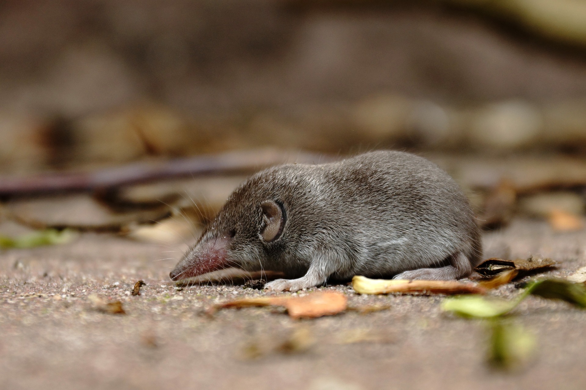 interesting-facts-about-shrew-youtube