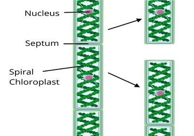 fragmentation diagram