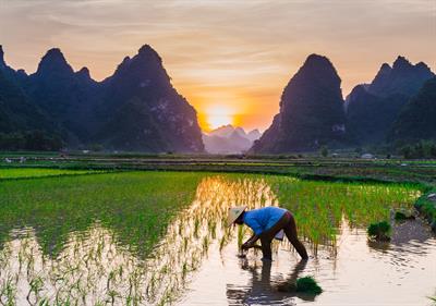 rice-cultivation-4165415_1920.jpg