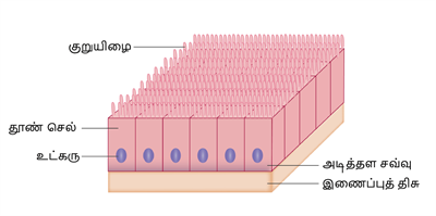 YCIND03062022_3830_Organisation_of_tissues_TM_9th_11.png