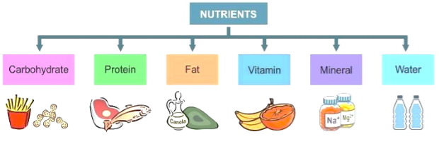 2018121-182924535-6713-different-nutrients.png