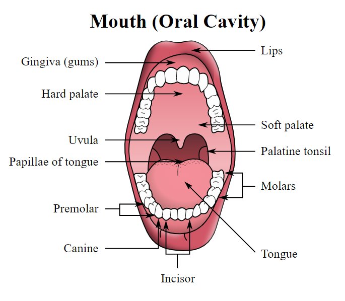 Human digestive system: Mouth and teeth — lesson. Science State Board ...