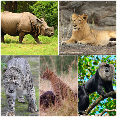 Extinct and endangered species — lesson. Science CBSE, Class 8.