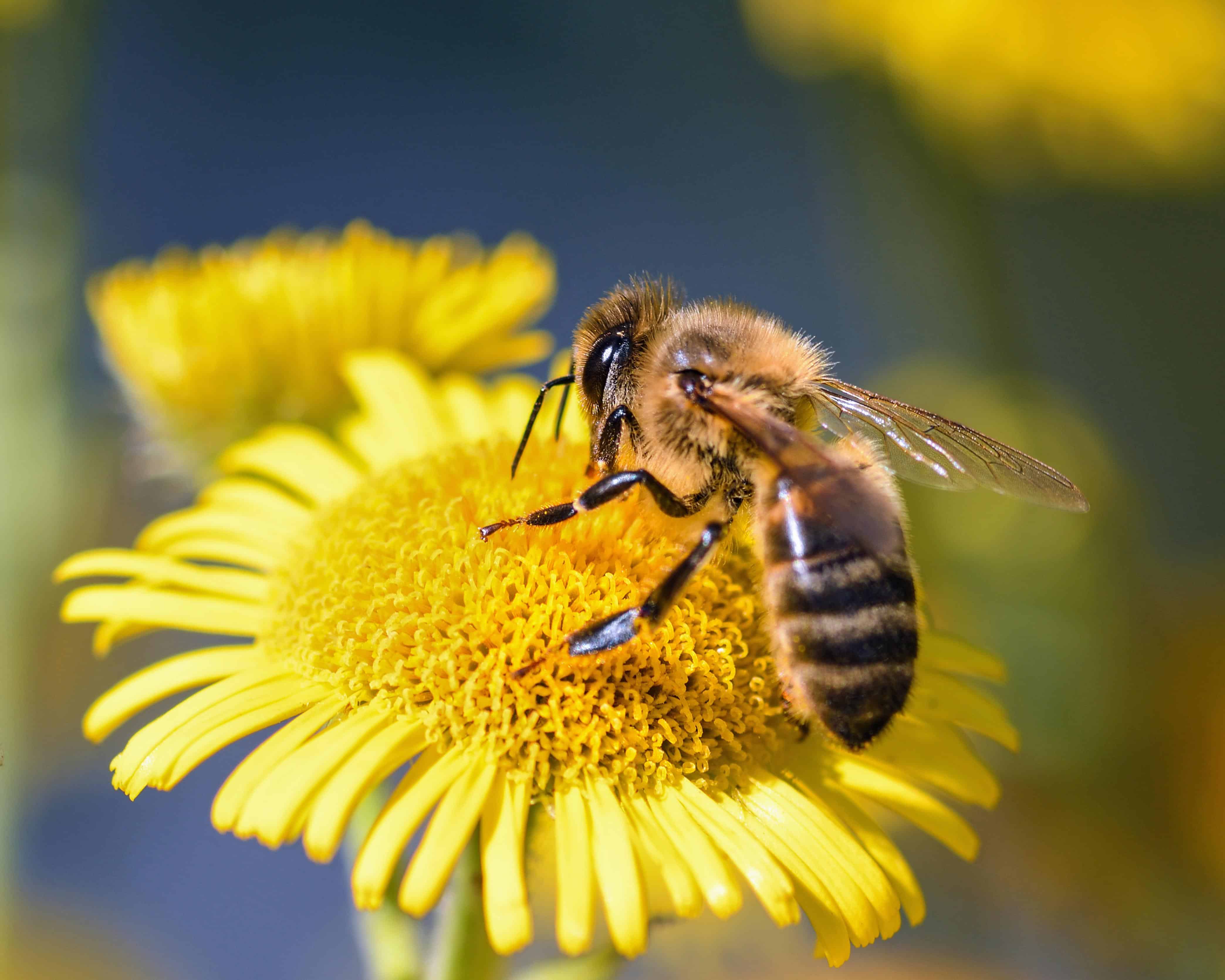 Agents of pollination — lesson. Science State Board, Class 10.