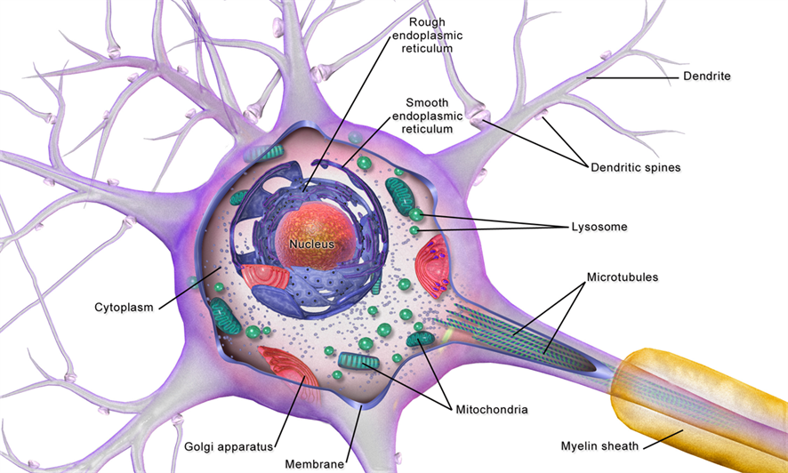 Structure of neuron — lesson. Science State Board, Class 10.