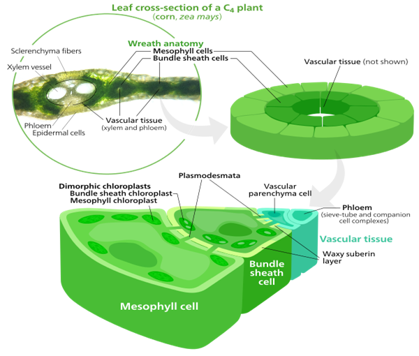 C3, C4 and CAM plants — lesson. Science CBSE, Class 10.