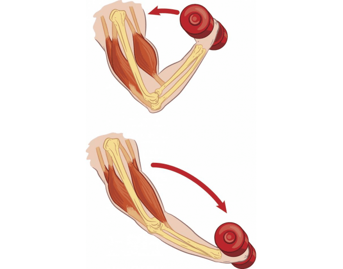 Muscles joints. Мышцы синергисты. Мышцы антагонисты и синергисты. Мышцы синергисты бицепса. Координация мышц антагонистов.