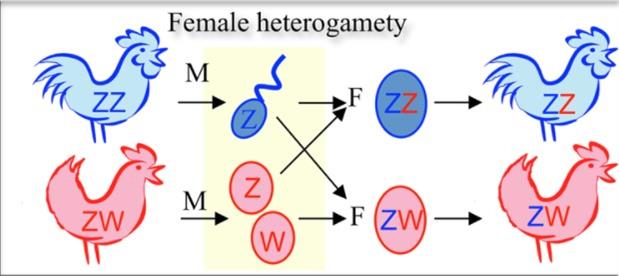 Types Of Sex Determination — Lesson. Science State Board, Class 10.