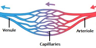 Overview-of-Blood-Circulation.jpg