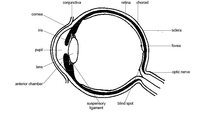 Anatomy_and_physiology_of_animals_Structure_of_the_eye.jpg